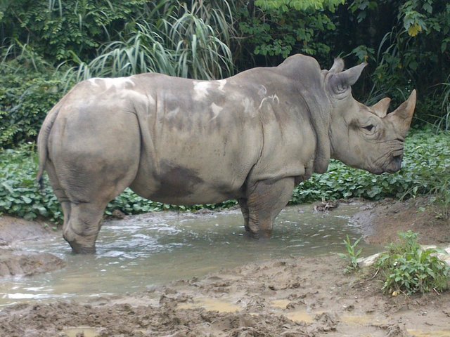 white rhino 1.jpg