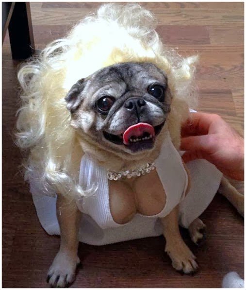 Pug-Dog-With-Boobs.jpg