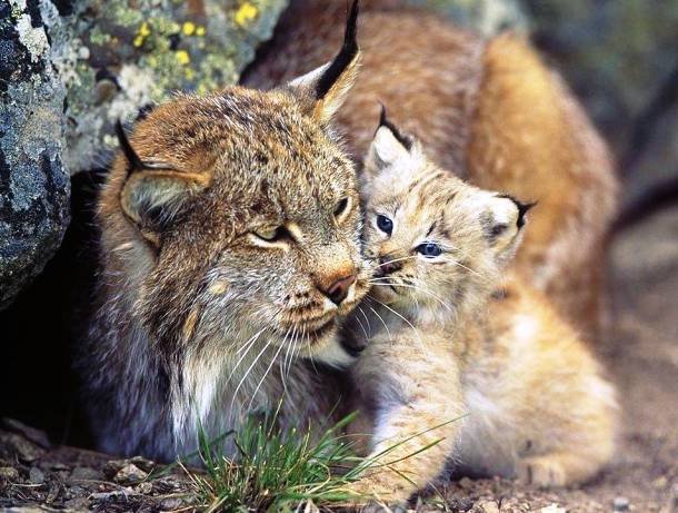 Iberian Lynx.jpg