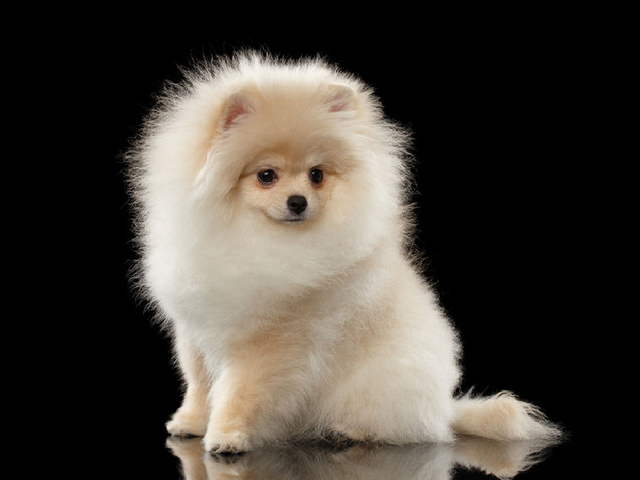 pomeranian-loulou-pet.png