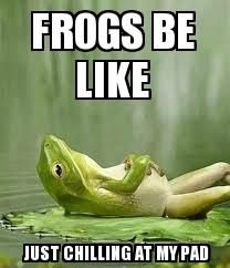 d25b6f50ef2a8255114d74d4699686e5--cute-frogs-frog-meme.jpg
