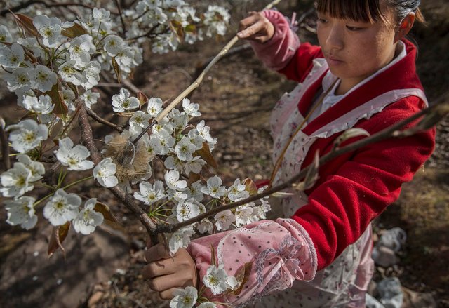 kevin frayer getty images pollinating pear tree.jpeg