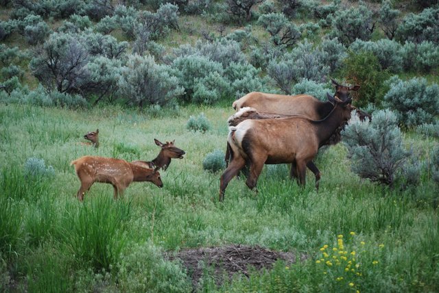 2008_Yellowstone_525.jpg