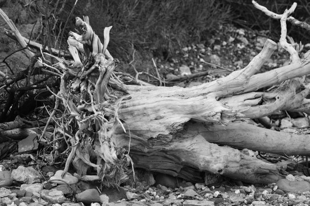 127710665246 - driftwood at lyme regis_2.jpg