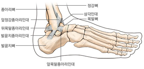 ankle anatomy.png