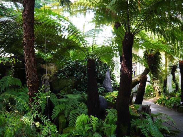 29415926978 - tree ferns inside the temperate house at kew.jpg