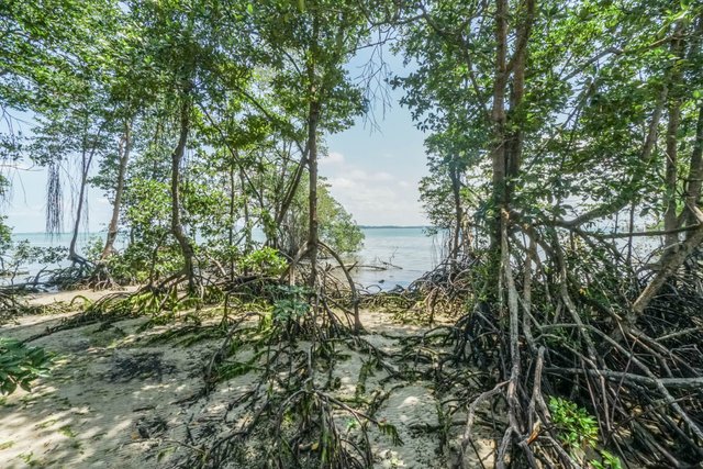 mangroven-pulau-ubin.jpg