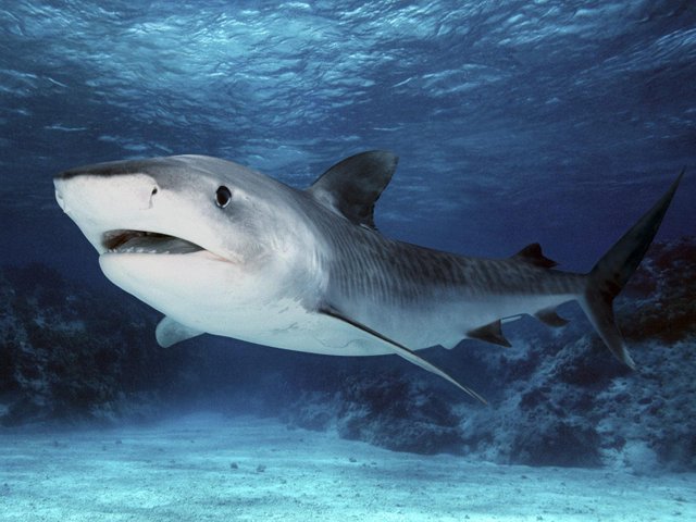 Tiger-Shark-Great-Barrier-Reef-Australia-Wallpaper-.jpg