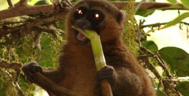 Lemur-610x310.jpg
