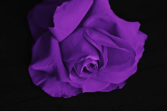 roses-flower-love-plant-59818.jpeg