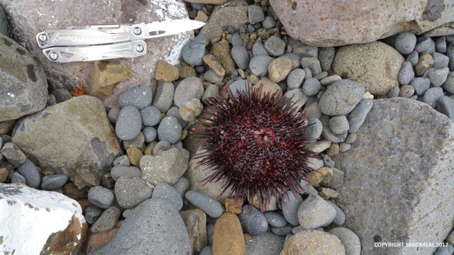 urchin4.jpg