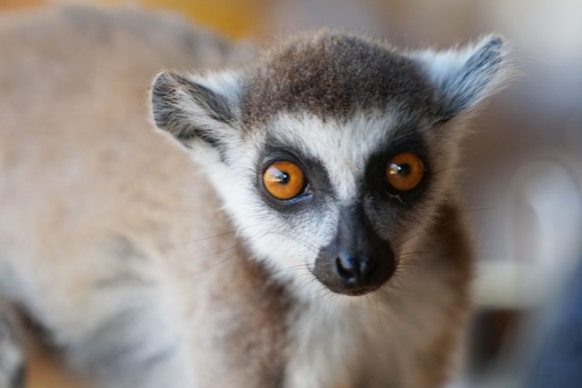 DSC01352- ring tailed lemur.jpg