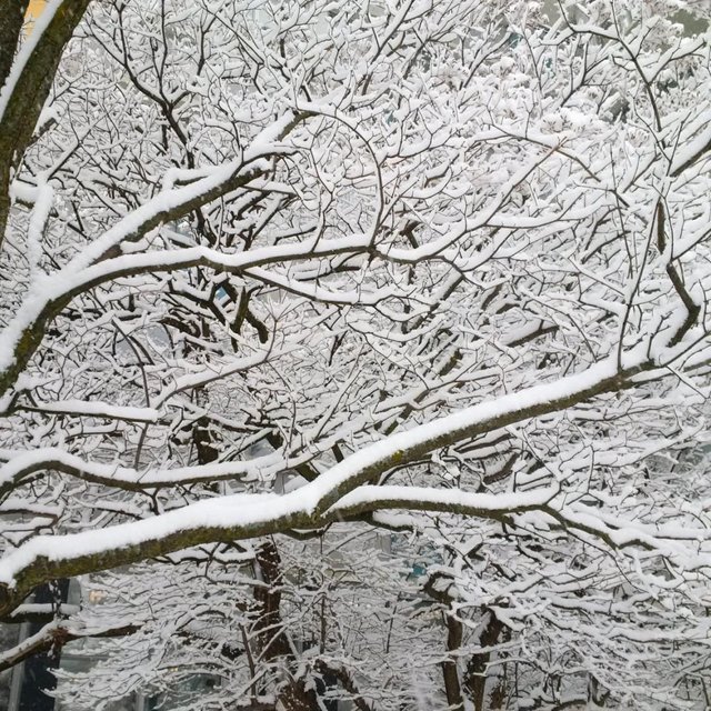 snow trees2 .jpg
