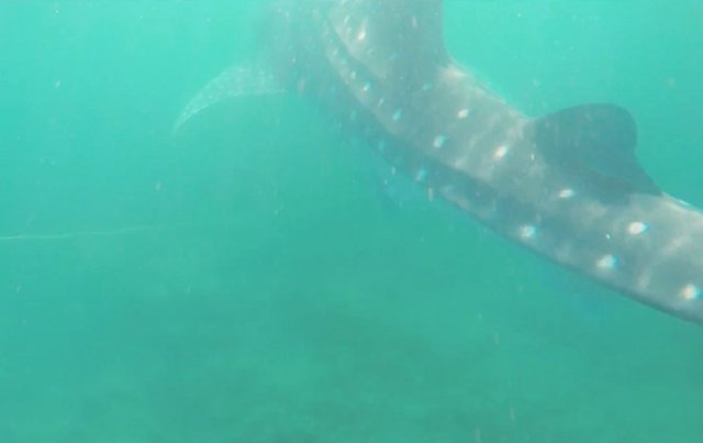 whale shark.jpg