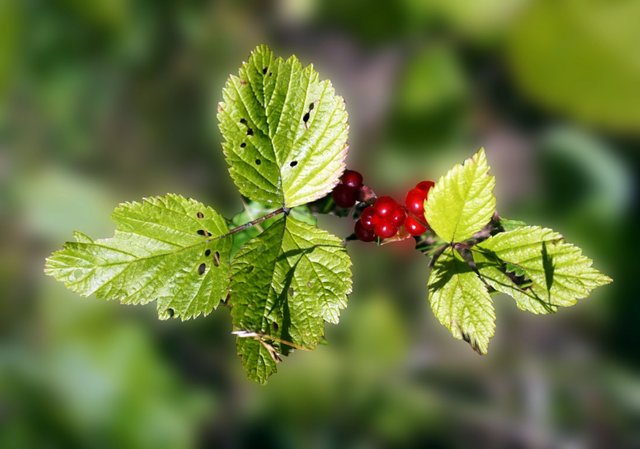 Rubus_saxatilis.jpg