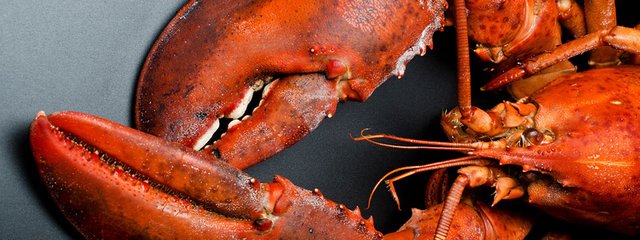 Live-Maine_lobsters-banner2016.jpg