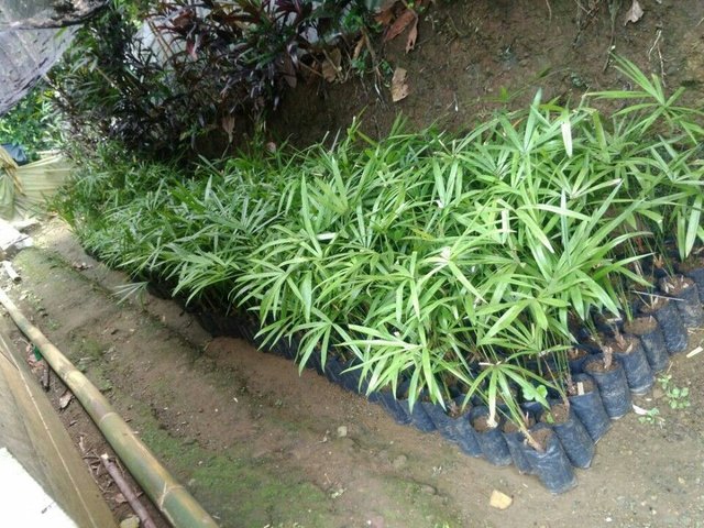 IMG-20180424-WA0027.jpg