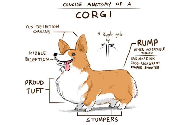 corgi anatomy.jpg