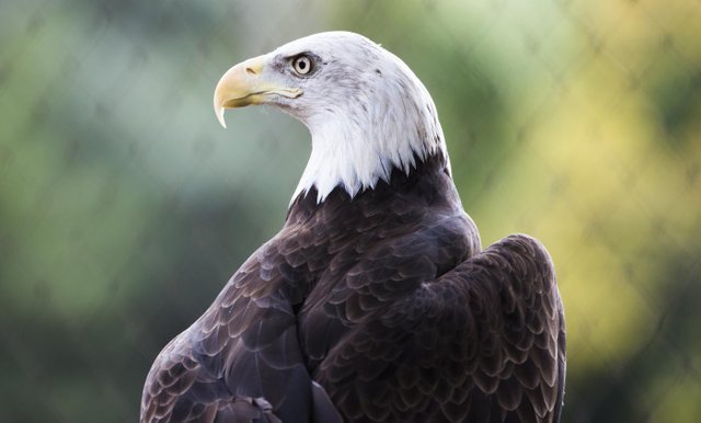 baldeagle-002.jpg
