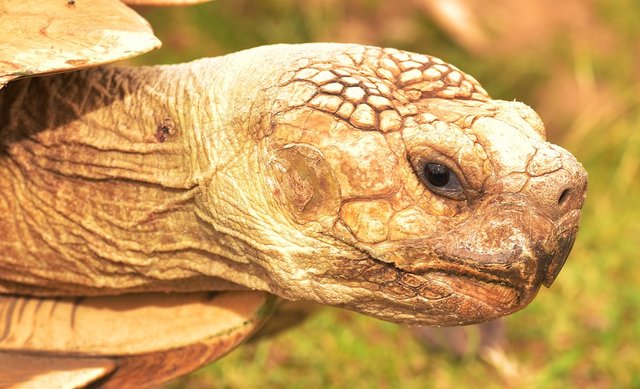 turtle-2488379_960_720.jpg