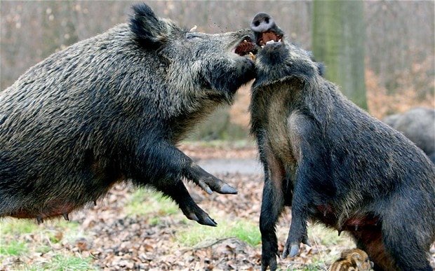 angryboars_2609969b.jpg