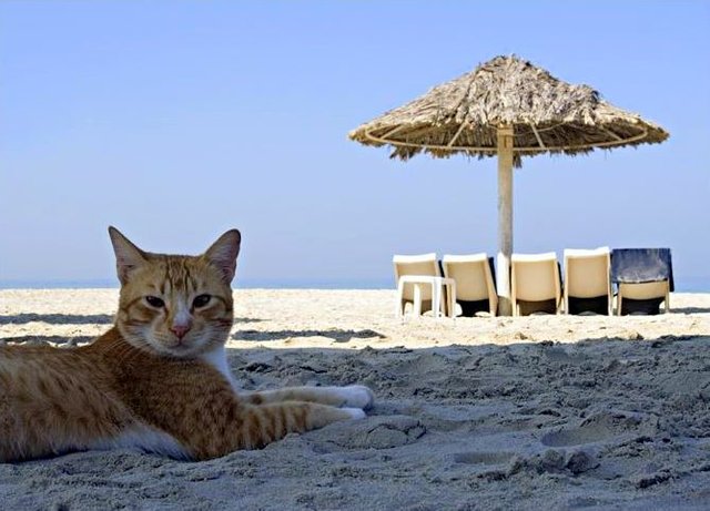 catonbeach.jpg