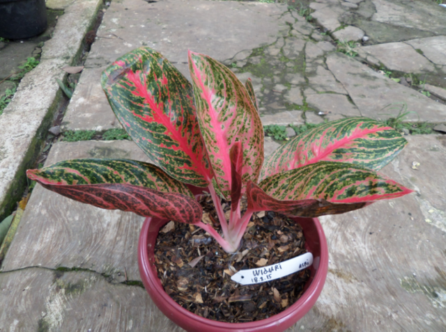 Luar Biasa Tanaman Hias Red Sumatra Bunga Hias