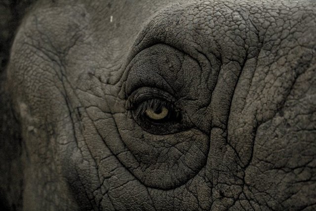 eye-wild-rhino-animal-99575-1024x683.jpg