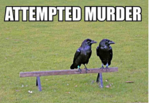 Attempted Murder.png