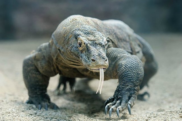 komodo-dragon-720x720.jpg