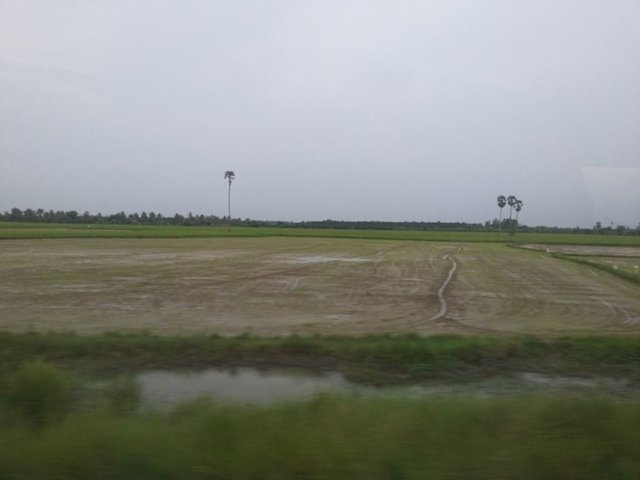 green rice field10.jpg