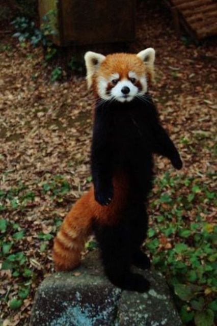 exotic_red_panda_640_09.jpg