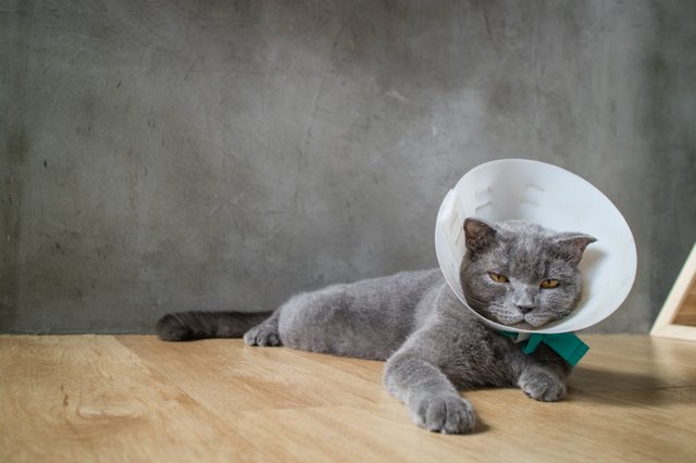 cat-cone.jpg