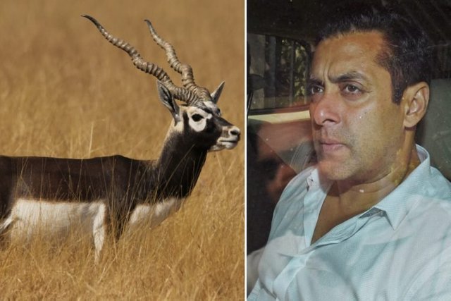 blackbuck.jpg