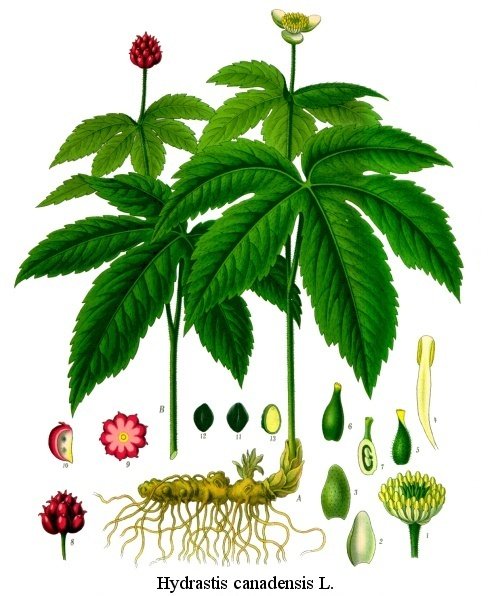 d37d7ceaff6961cafb3428cc3888138a--medicinal-plants-botanical-illustration.jpg