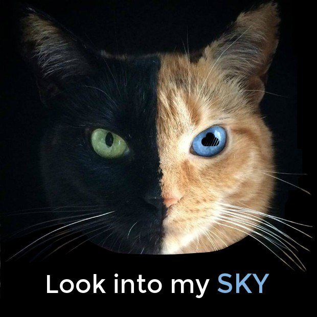 crytokitty sky.jpg