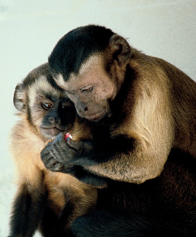 Capuchin_monkeys_sharing.jpg