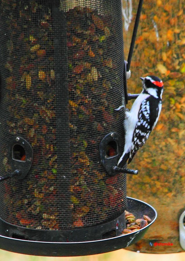 hairy woodpecker PFW21-sa0020.JPG