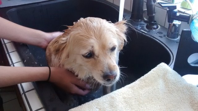 Soggy Doggie