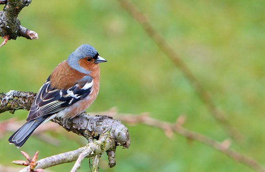 chaffinch-1332886__340.jpg