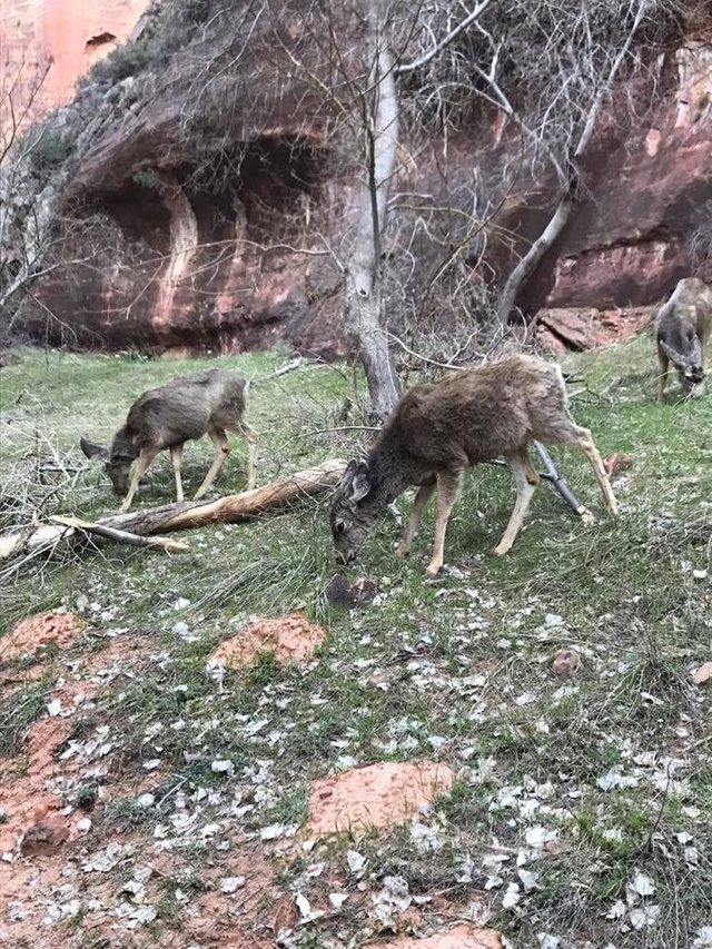 mule deer.jpg