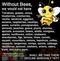 without bees.jpg