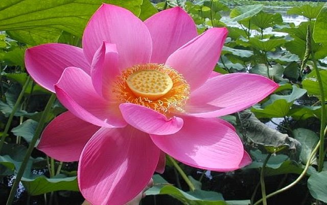 Bunga Seroja Import (Lotus Pink).jpg