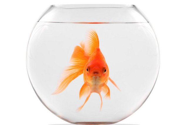 goldfishbowl.jpg