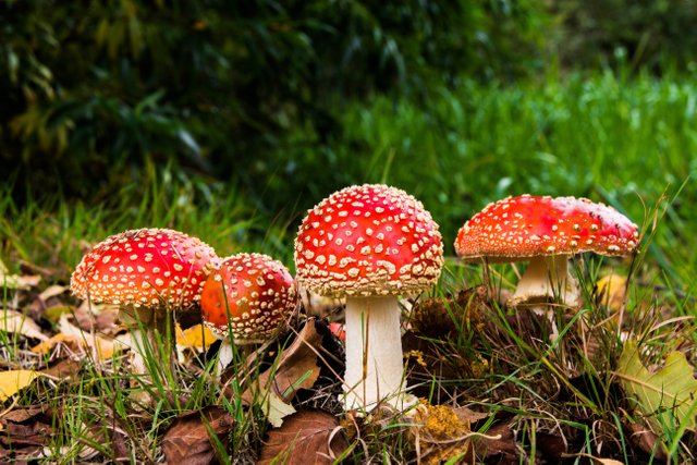 amanita-fly-agaric-fungus-33695.jpg