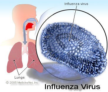 influenza_virus.jpg