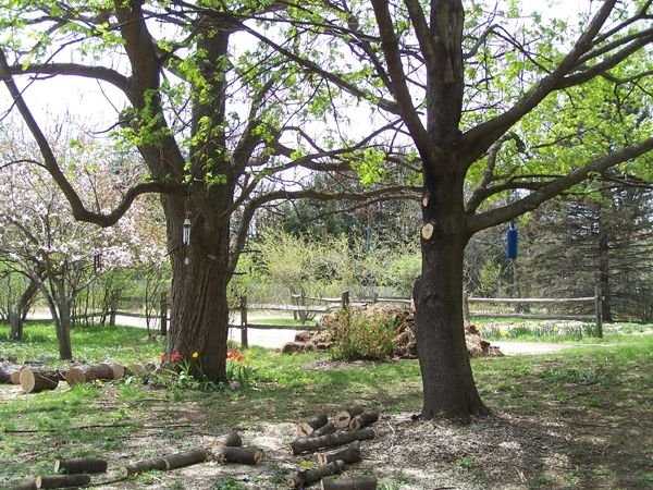 Tree trimming - both trees1 crop May 2018.jpg