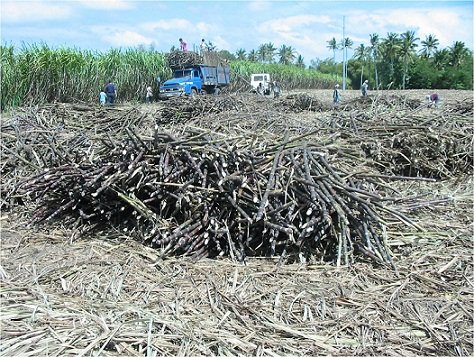 tapas na sugarcane.jpg