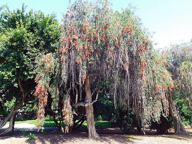 los angeles arboretum, flowers of paradise, birds of paradise, animalphotography, jeronimo rubio (60).JPG