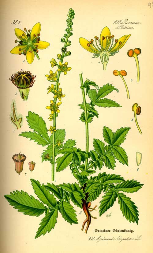 agrimony_botanical_drawing2.jpg